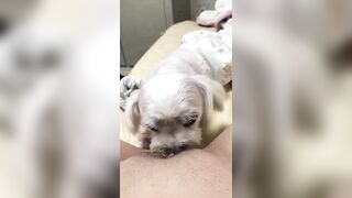 강아지와 오랄섹스하는년 1 (7) 10