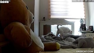 해킹된 홈 감시 카메라 [IP CAMERA] 젊은 아름다운 한국 소녀는 종종 알몸이며 진동기로 자위하고 오르가슴 동안 신음하는 것은 너무 유혹 korean porn vip ipcam